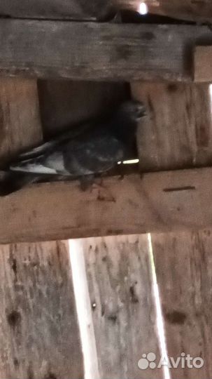 Продажа голубей