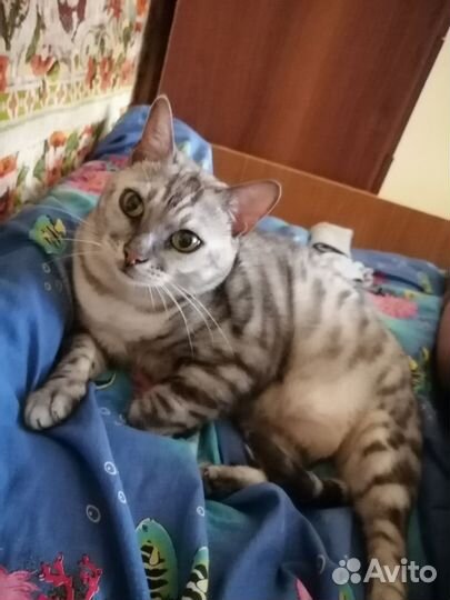 Потерялась кошка
