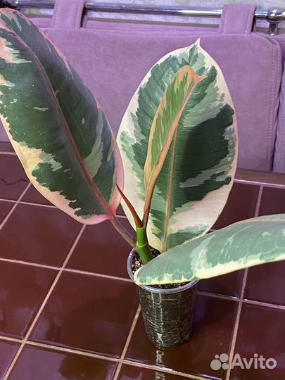 Фикус эластика Белис (укорененная верхушка)