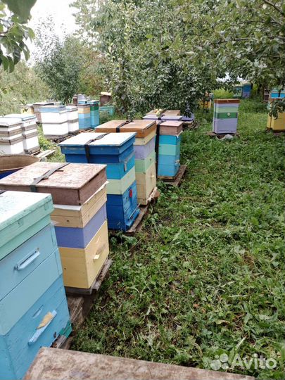 Мёд с разнотравья 2023