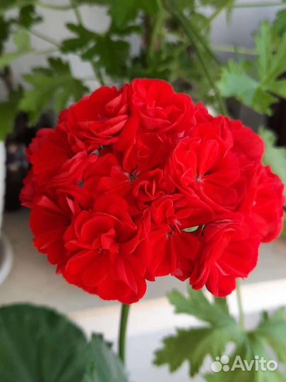 Пеларгония герань разные