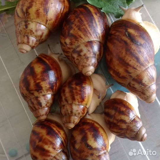 Улитка