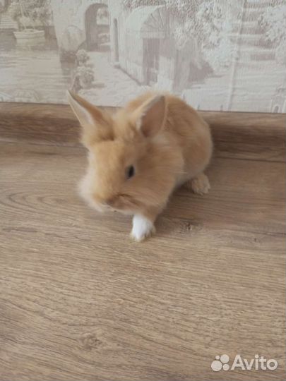 Крольчата декоративные