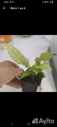 Растения для флорариума- террариума