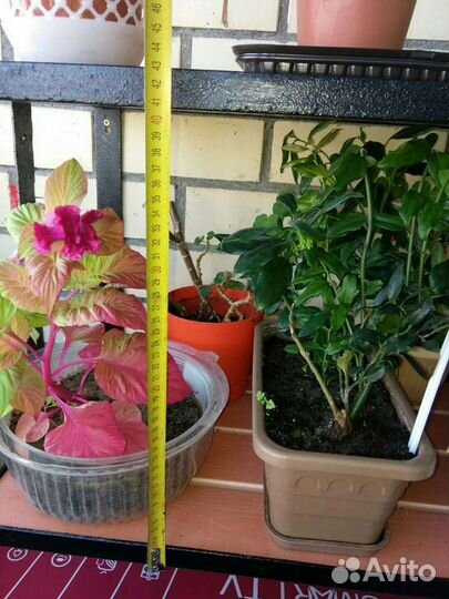 Полка. Зеленоград