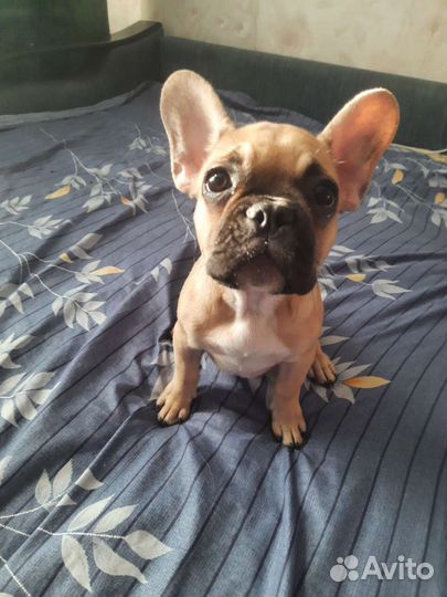 Французский бульдог