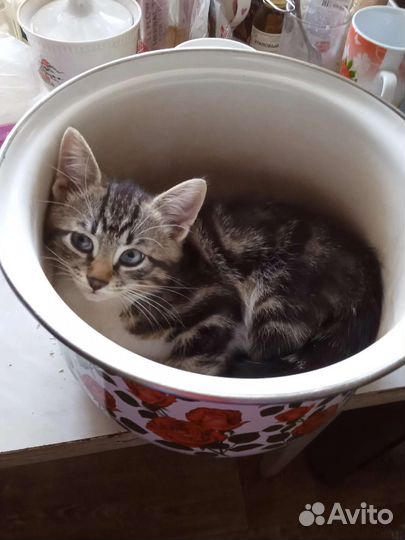 Кошки в добрые руки бесплатно