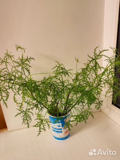 Комнатные цветы