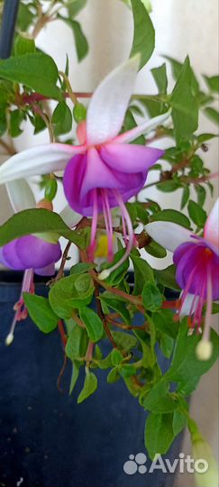 Фуксия Rocket Fire(Пламя Ракеты). Маринка