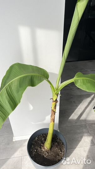 Банановая пальма