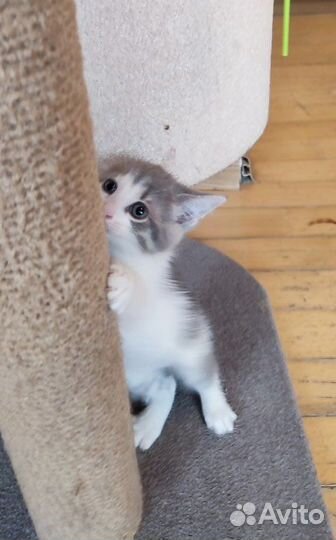 Котёнок, девочка, 1,5 месяца