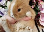 Кролики декоративные карликовые mini