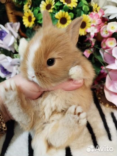 Кролики декоративные карликовые mini