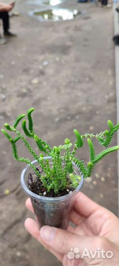 Кактусы и суккуленты