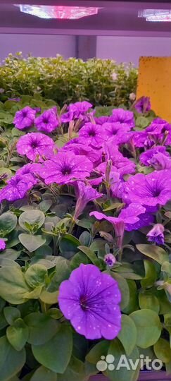 Рассада петуньи