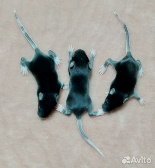 Мыши декоративные