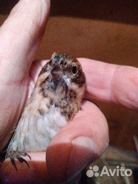 Певчие лесные птицы