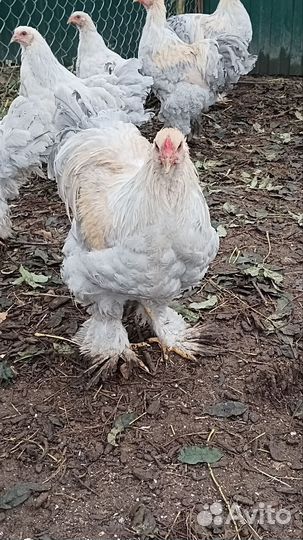 Петух брама