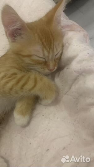 Котята в добрые руки бесплатно