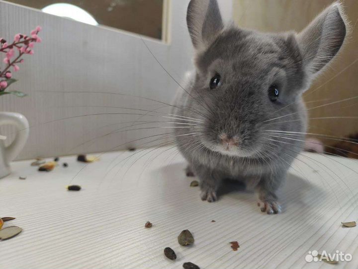 Шиншилла из домашнего питомника