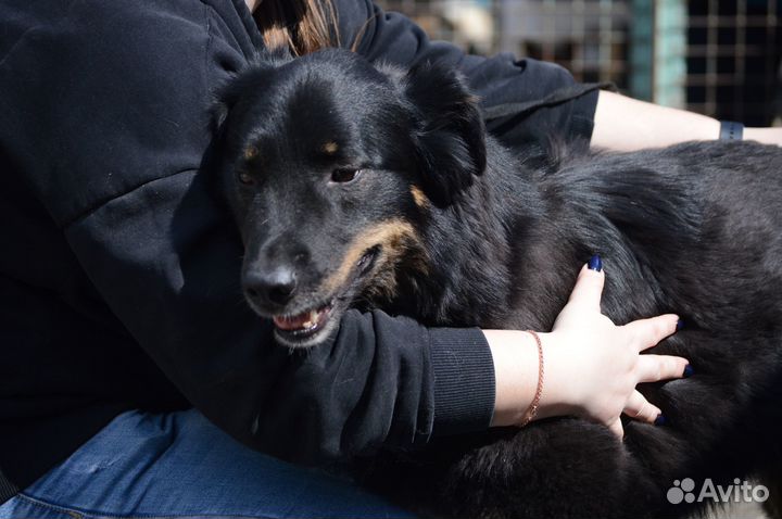 Собака из приюта Микки грустит в приюте