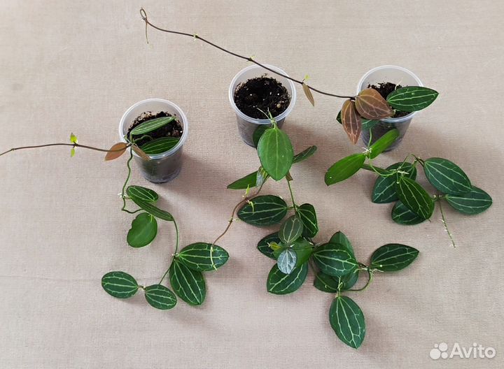 Дисхидия Ovata