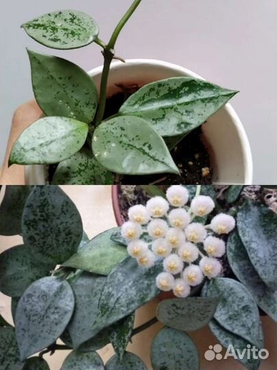 Хойя, алоказия, нефролепсис, оксалис