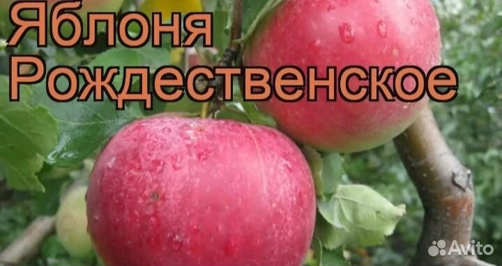 Саженцы Яблонь