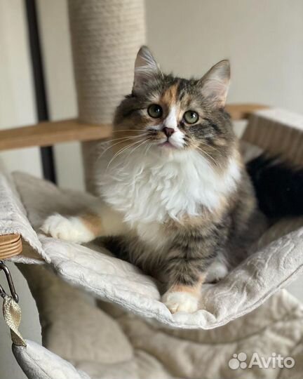 Сибирская кошечка