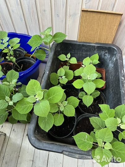 Гортензия саженцы