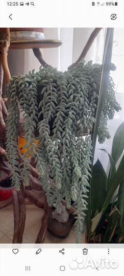 Очиток Моргана