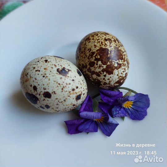 Домашние куриные и перепелиные яйца