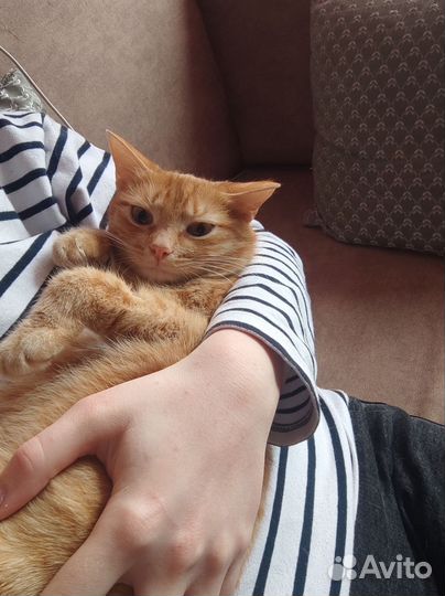 Отдам бесплатно красавицу кошку