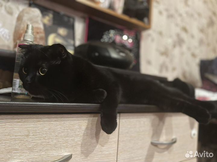 Передержка кошек и хомячков/гостиница для животных