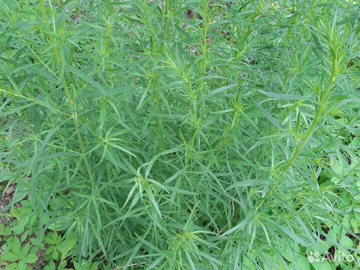 Эстрагон (тархун)