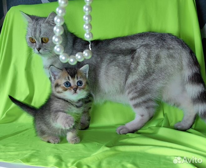 Шотландские скотиши