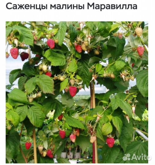 Ремонтантная малина