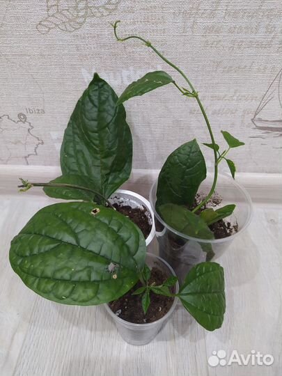 Излишки комнатных растений