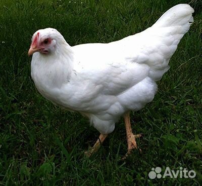 Куры несушки