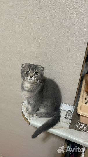 Шотландские котята