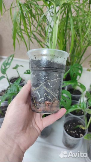 Монстера Манки Маск. Monstera Monkey Mask