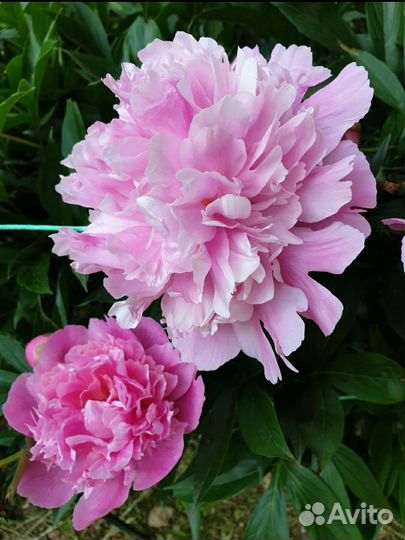 Пионы молодые кустики 40х50 см