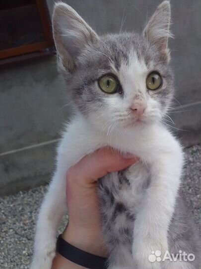 Кошка в дар бесплатно
