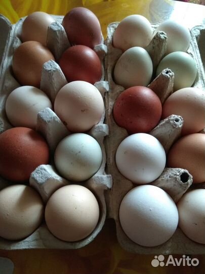 Инкубационное яйцо кур