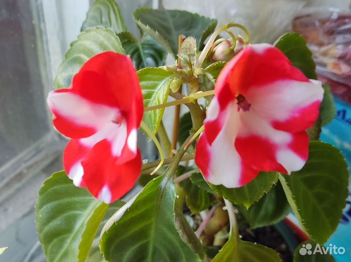 Ванька мокрый-бальзамин