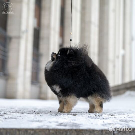 Померанский шпиц кобели для вязки