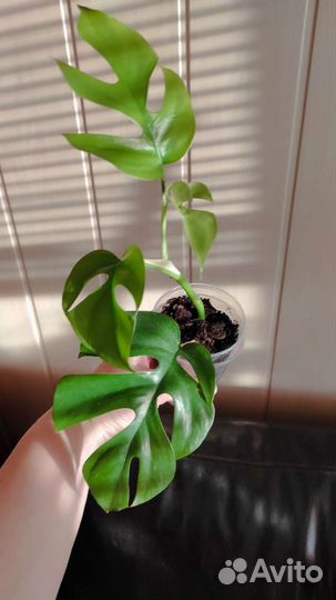 Монстера Рафидофора