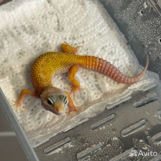 Пятнистые эублефары леопардовые гекконы питомник