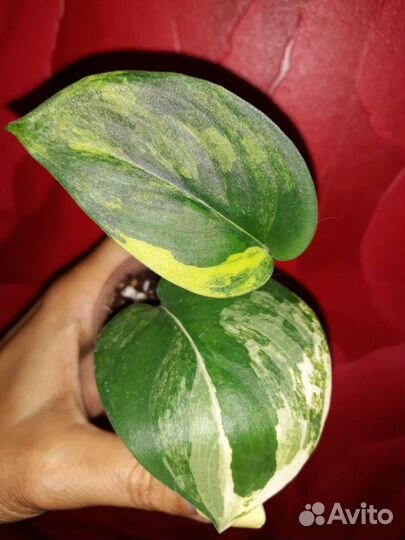 Сциндапсус Жаде Сатин Альбо Марбл Квин, Марбл Эппл