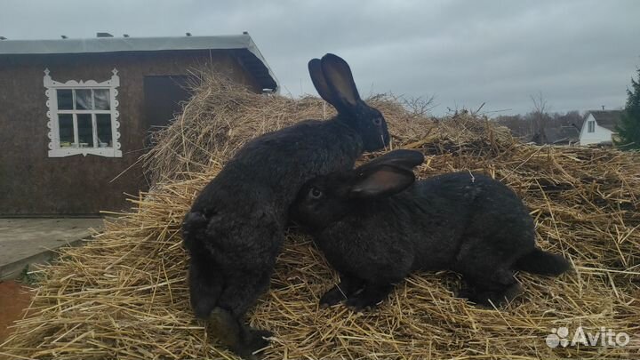 Кролики мясных пород